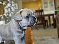 Rebel, a male French Bulldog for sale in Fort Myers, FL – 3 of 8