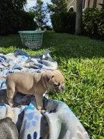 Peanut, a male French Bulldog for sale in Fort Myers, FL – 3 of 10