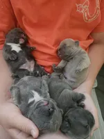 Shrek, a male French Bulldog for sale in Fort Myers, FL – 5 of 10