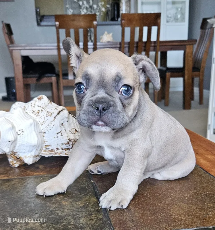 Rebel – French Bulldog puppy for sale in Fort Myers, FL