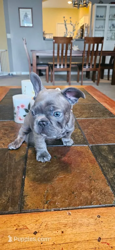 Shrek – French Bulldog puppy for sale in Fort Myers, FL