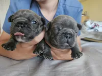Thunder , a male French Bulldog for sale in Fort Myers, FL – 8 of 8