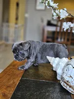 Fiona, a female French Bulldog for sale in Fort Myers, FL – 1 of 6