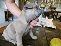 Peanut, a male French Bulldog for sale in Fort Myers, FL – 5 of 10