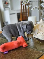 Lily, a female French Bulldog for sale in Fort Myers, FL – 3 of 6