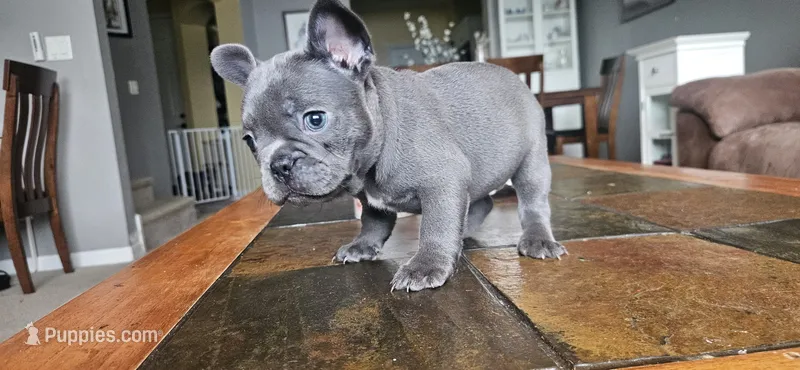 Lilac – French Bulldog puppy for sale in Fort Myers, FL