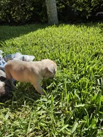 Peanut, a male French Bulldog for sale in Fort Myers, FL – 6 of 10
