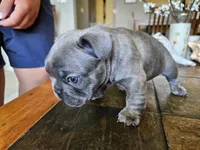 Shrek, a male French Bulldog for sale in Fort Myers, FL – 10 of 10