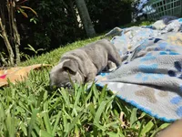 Shrek, a male French Bulldog for sale in Fort Myers, FL – 8 of 10