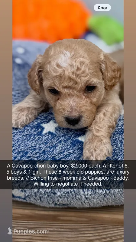 Cavapoo-chon – Bichon Frise, Cavapoo puppy for sale in Raleigh, NC