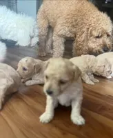 Cavapoochon, a female Bichon Frise and Cavapoo for sale in La Marque, TX – 3 of 4