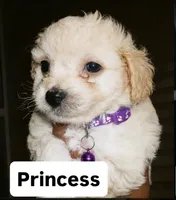 Cavapoochon, a female Bichon Frise and Cavapoo for sale in La Marque, TX – 1 of 4
