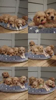 Cavapoochon, a female Bichon Frise and Cavapoo for sale in La Marque, TX – 2 of 4