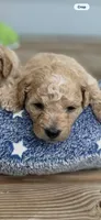 Cavapoo-chon, a male Bichon Frise and Cavapoo for sale in Raleigh, NC – 2 of 2