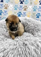 Tie , a female German Shepherd Dog and Siberian Husky for sale in Montgomery, AL – 2 of 2