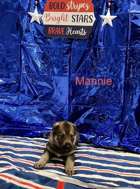 Mannie  – German Shepherd Dog, Siberian Husky puppy for sale in Montgomery, AL