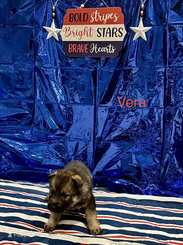 Vera – German Shepherd Dog, Siberian Husky puppy for sale in Montgomery, AL