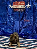 Vera, a female German Shepherd Dog and Siberian Husky for sale in Montgomery, AL – 1 of 2