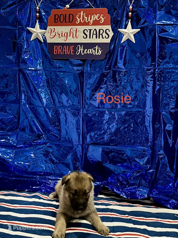 Rosie – German Shepherd Dog, Siberian Husky puppy for sale in Montgomery, AL