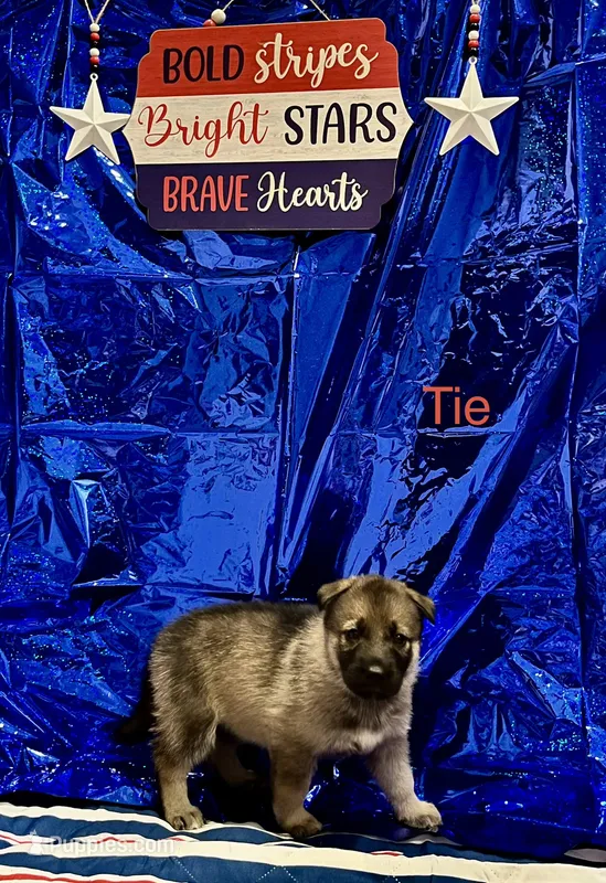 Tie  – German Shepherd Dog, Siberian Husky puppy for sale in Montgomery, AL