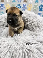 Rosie, a female German Shepherd Dog and Siberian Husky for sale in Montgomery, AL – 2 of 2