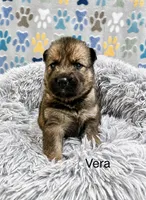 Vera, a female German Shepherd Dog and Siberian Husky for sale in Montgomery, AL – 2 of 2