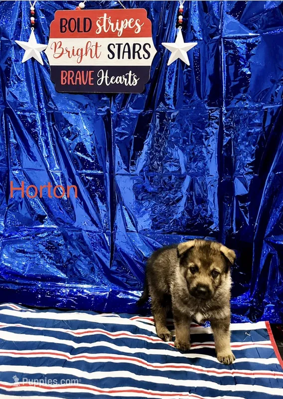 Horton – German Shepherd Dog, Siberian Husky puppy for sale in Montgomery, AL
