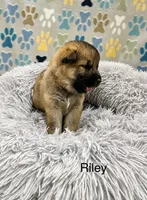 Riley, a female German Shepherd Dog and Siberian Husky for sale in Montgomery, AL – 2 of 2