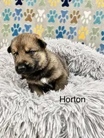 Horton, a male German Shepherd Dog and Siberian Husky for sale in Montgomery, AL – 2 of 2