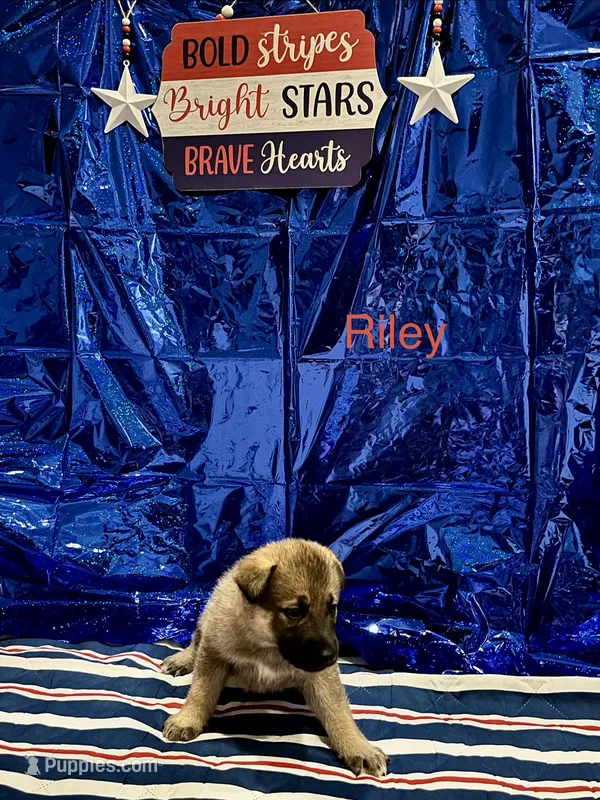 Riley – German Shepherd Dog, Siberian Husky puppy for sale in Montgomery, AL