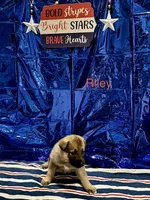 Riley, a female German Shepherd Dog and Siberian Husky for sale in Montgomery, AL – 1 of 2
