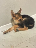 Scott, a male German Shepherd Dog for sale in Houston, TX – 2 of 2