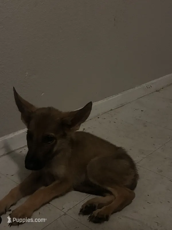 Shelby – German Shepherd Dog puppy for sale in Houston, TX