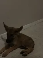 Shelby, a female German Shepherd Dog for sale in Houston, TX – 1 of 1