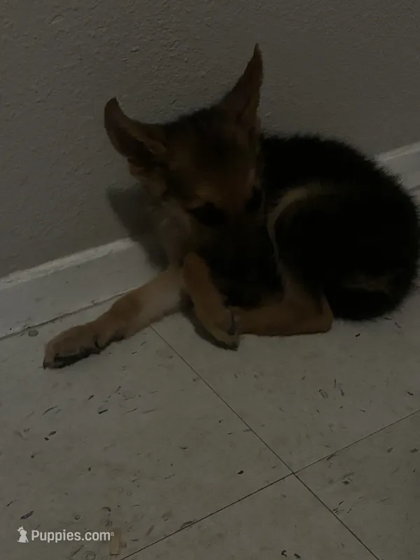Scott – German Shepherd Dog puppy for sale in Houston, TX