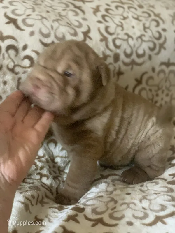 Mini me  – Miniature Shar-Pei puppy for sale in Yuma, AZ