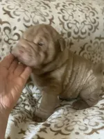 Mini me , a male Miniature Shar-Pei for sale in Yuma, AZ – 1 of 4