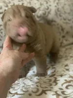Mini me , a male Miniature Shar-Pei for sale in Yuma, AZ – 3 of 4