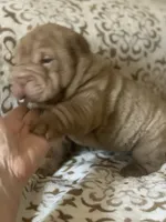 Mini me , a male Miniature Shar-Pei for sale in Yuma, AZ – 2 of 4