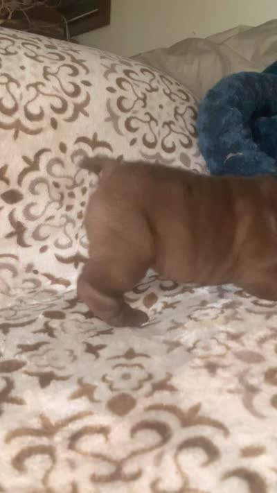 Tiny toy girl , a female Miniature Shar-Pei for sale in Yuma, AZ – 2 of 2