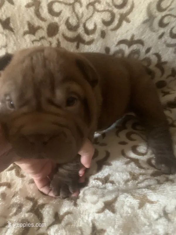 Tiny toy girl , a female Miniature Shar-Pei for sale in Yuma, AZ – 1 of 2