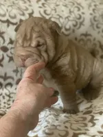 Mini me , a male Miniature Shar-Pei for sale in Yuma, AZ – 4 of 4