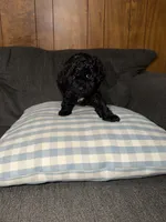 Tony, a male Poodle - Toy  for sale in Nacogdoches, TX – 3 of 9