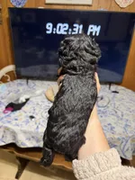 Ziva, a female Poodle - Toy  for sale in Nacogdoches, TX – 5 of 8