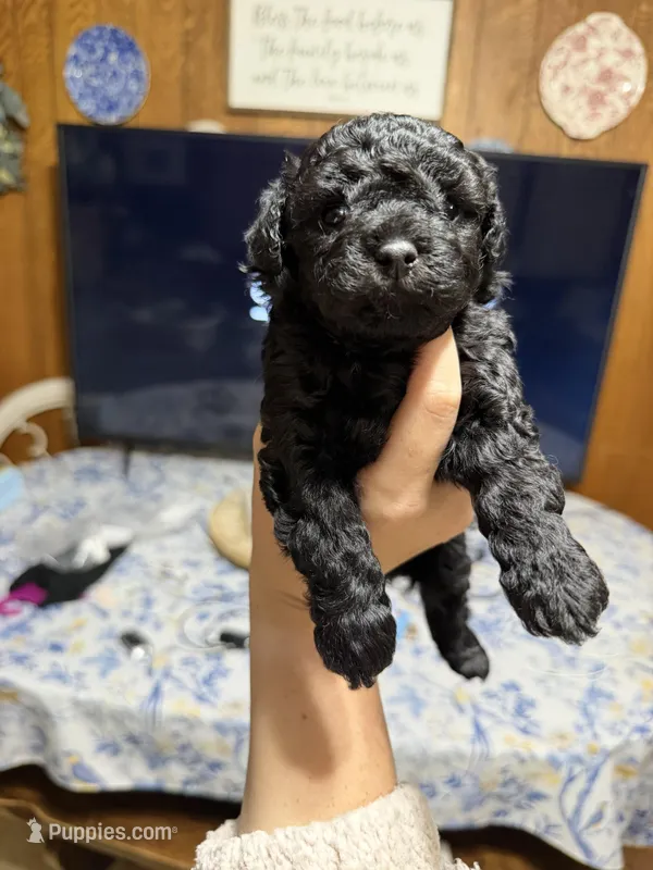 Ziva – Poodle - Toy  puppy for sale in Nacogdoches, TX
