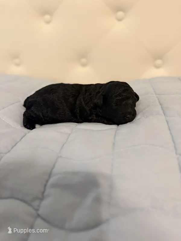 Ziva – Poodle - Toy  puppy for sale in Nacogdoches, TX