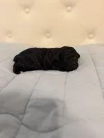 Ziva, a female Poodle - Toy  for sale in Nacogdoches, TX – Photo 1 of 3