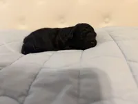 Ziva, a female Poodle - Toy  for sale in Nacogdoches, TX – Photo 2 of 3