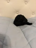 Ziva, a female Poodle - Toy  for sale in Nacogdoches, TX – Photo 3 of 3