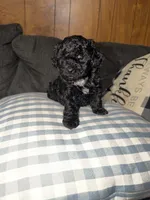 Tony, a male Poodle - Toy  for sale in Nacogdoches, TX – 2 of 9